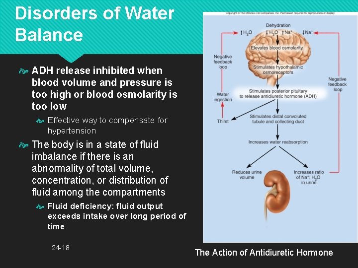 Disorders of Water Balance ADH release inhibited when blood volume and pressure is too