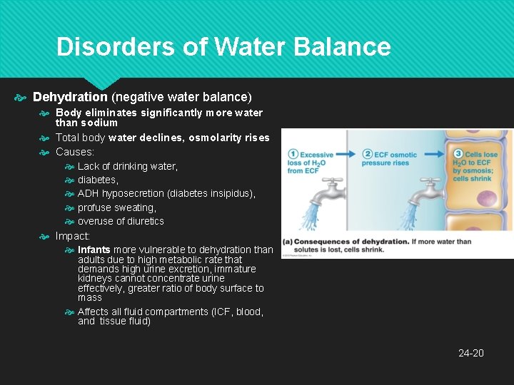 Disorders of Water Balance Dehydration (negative water balance) Body eliminates significantly more water than