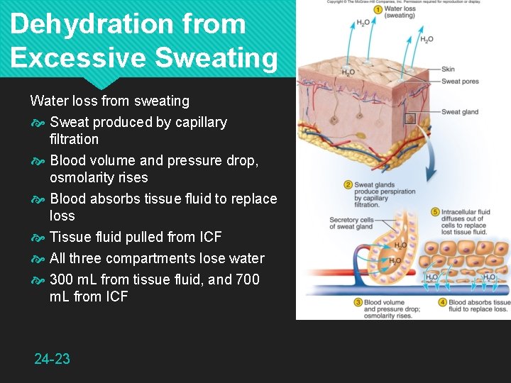 Dehydration from Excessive Sweating Water loss from sweating Sweat produced by capillary filtration Blood