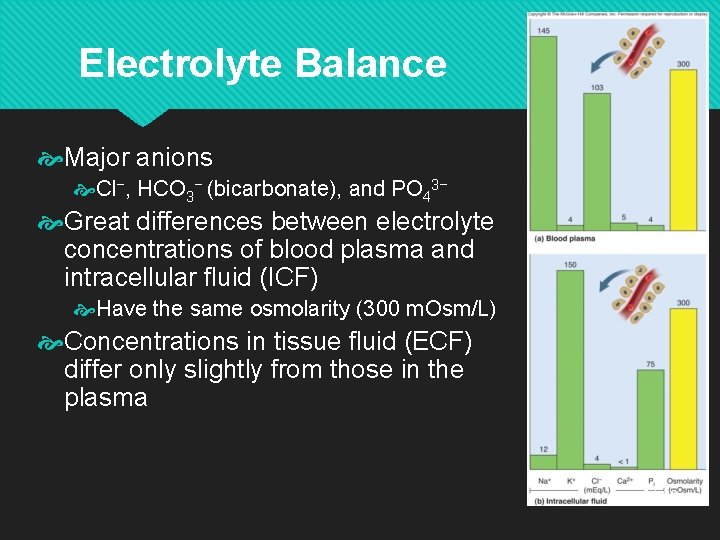 Electrolyte Balance Major anions Cl−, HCO 3− (bicarbonate), and PO 43− Great differences between