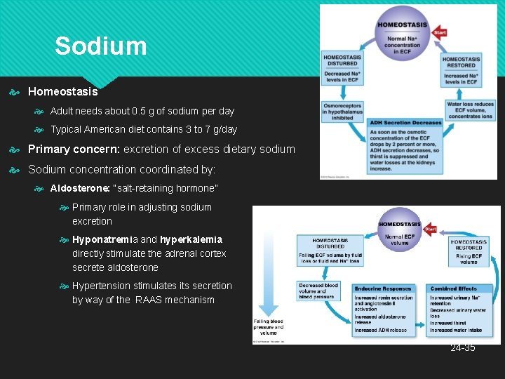 Sodium Homeostasis Adult needs about 0. 5 g of sodium per day Typical American