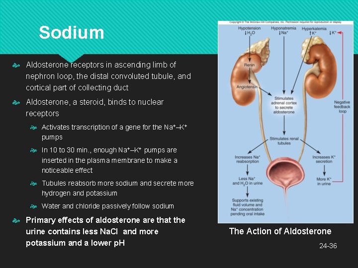 Sodium Aldosterone receptors in ascending limb of nephron loop, the distal convoluted tubule, and