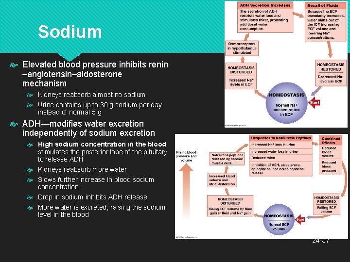 Sodium Elevated blood pressure inhibits renin –angiotensin–aldosterone mechanism Kidneys reabsorb almost no sodium Urine