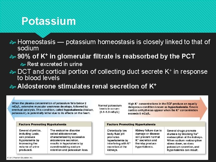 Potassium Homeostasis — potassium homeostasis is closely linked to that of sodium 90% of