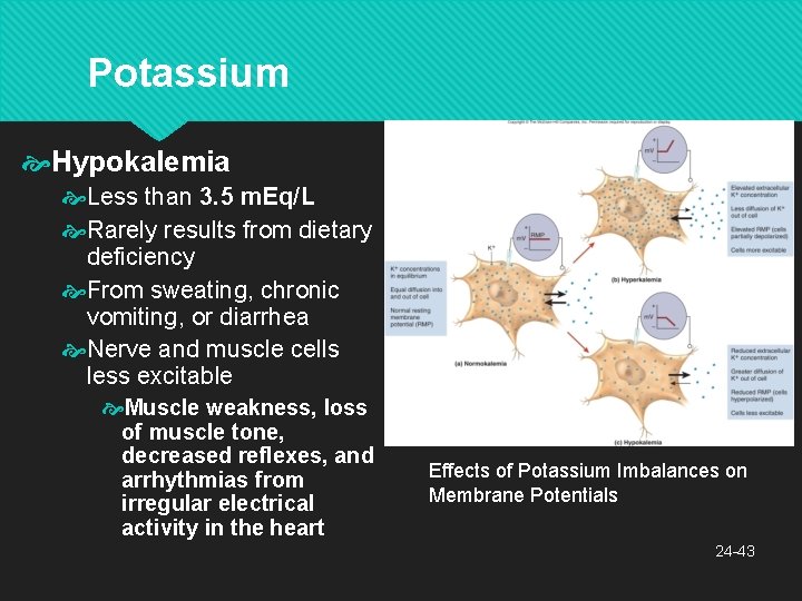 Potassium Hypokalemia Less than 3. 5 m. Eq/L Rarely results from dietary deficiency From