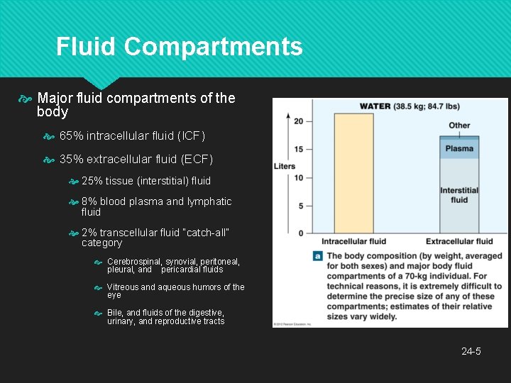 Fluid Compartments Major fluid compartments of the body 65% intracellular fluid (ICF) 35% extracellular