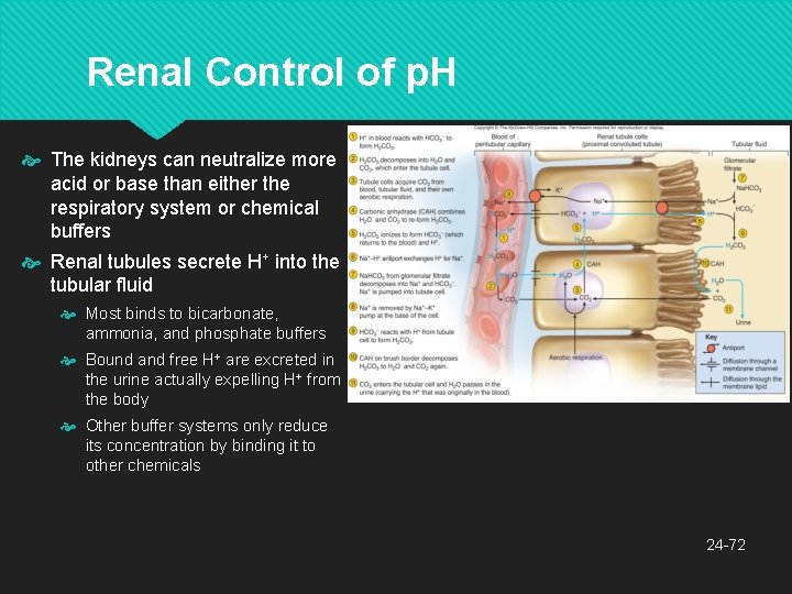 Renal Control of p. H The kidneys can neutralize more acid or base than