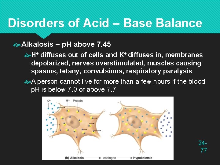 Disorders of Acid – Base Balance Alkalosis – p. H above 7. 45 H+