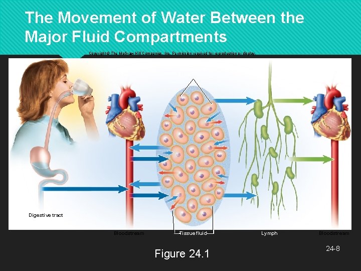 The Movement of Water Between the Major Fluid Compartments Copyright © The Mc. Graw-Hill