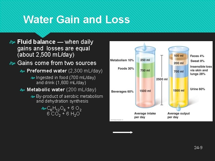 Water Gain and Loss Fluid balance — when daily gains and losses are equal