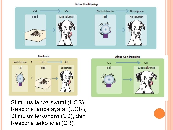 Stimulus tanpa syarat (UCS), Respons tanpa syarat (UCR), Stimulus terkondisi (CS), dan Respons terkondisi