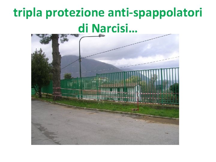 tripla protezione anti-spappolatori di Narcisi… 