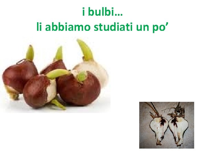 i bulbi… li abbiamo studiati un po’ 
