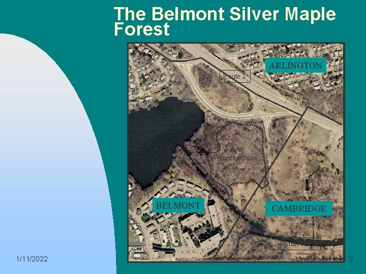 The Belmont Silver Maple Forest ARLINGTON Route 2 Little Pond Acer saccharinum BELMONT CAMBRIDGE