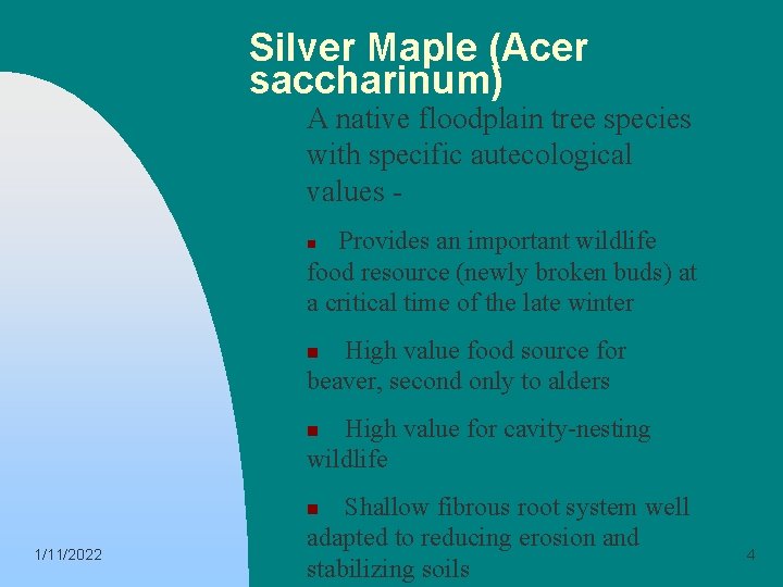 Silver Maple (Acer saccharinum) A native floodplain tree species with specific autecological values Provides