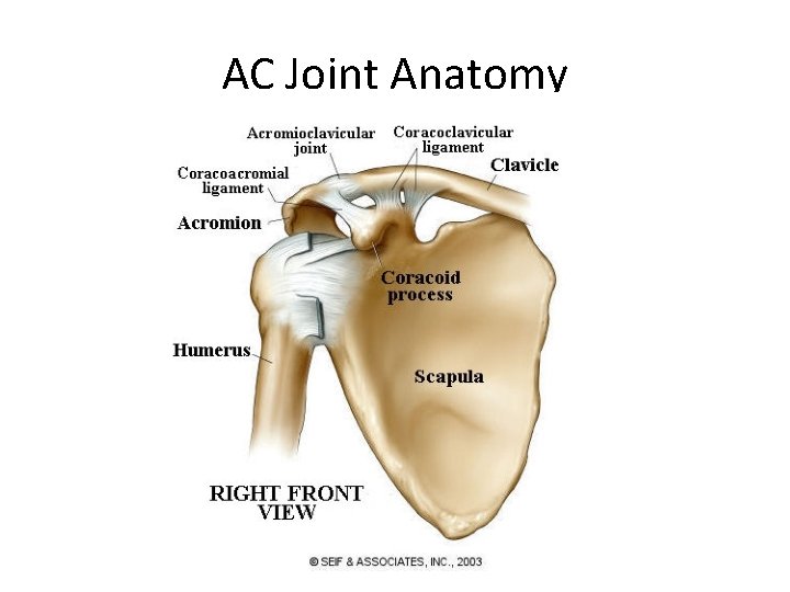 AC Joint Anatomy 