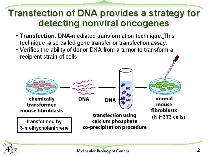 Transfection of DNA provides a strategy for detecting nonviral oncogenes • Transfection: DNA-mediated transformation