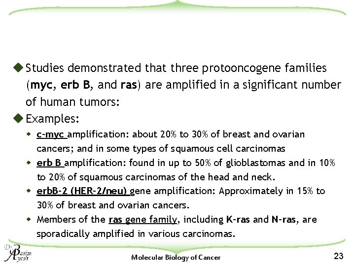 u Studies demonstrated that three protooncogene families (myc, erb B, and ras) are amplified