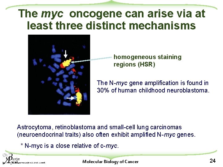 The myc oncogene can arise via at least three distinct mechanisms homogeneous staining regions