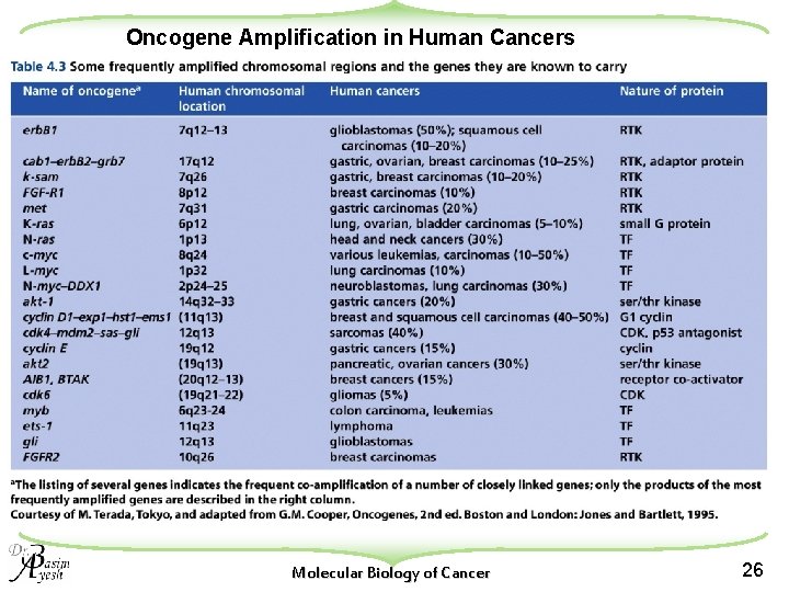 Oncogene Amplification in Human Cancers Molecular Biology of Cancer 26 