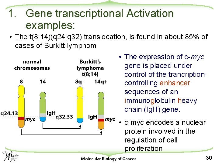 1. Gene transcriptional Activation examples: • The t(8; 14)(q 24; q 32) translocation, is