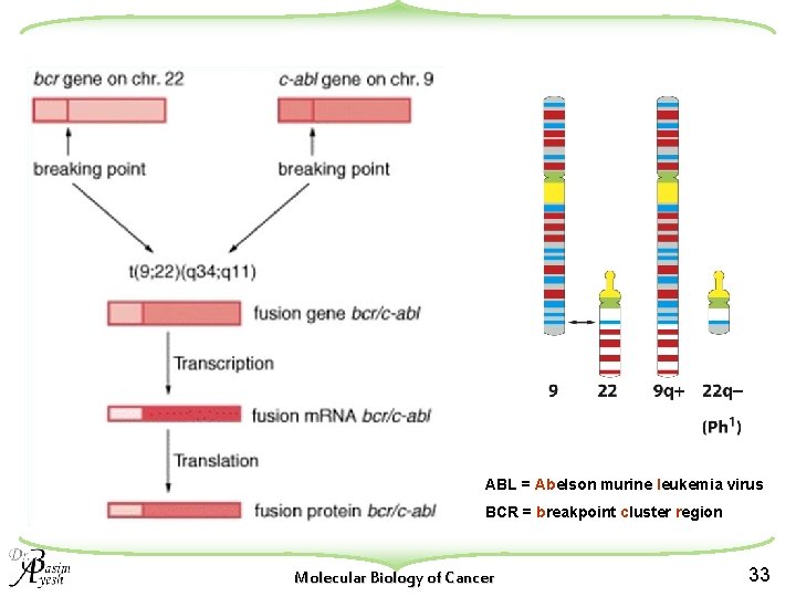 ABL = Abelson murine leukemia virus BCR = breakpoint cluster region Molecular Biology of