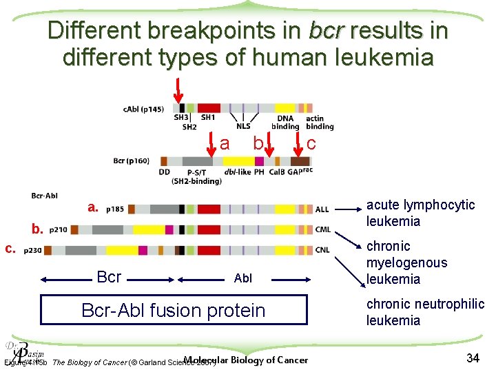 Different breakpoints in bcr results in different types of human leukemia a b c