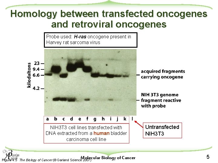 Homology between transfected oncogenes and retroviral oncogenes Probe used: H-ras oncogene present in Harvey