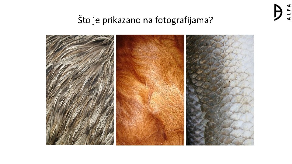 Što je prikazano na fotografijama? 