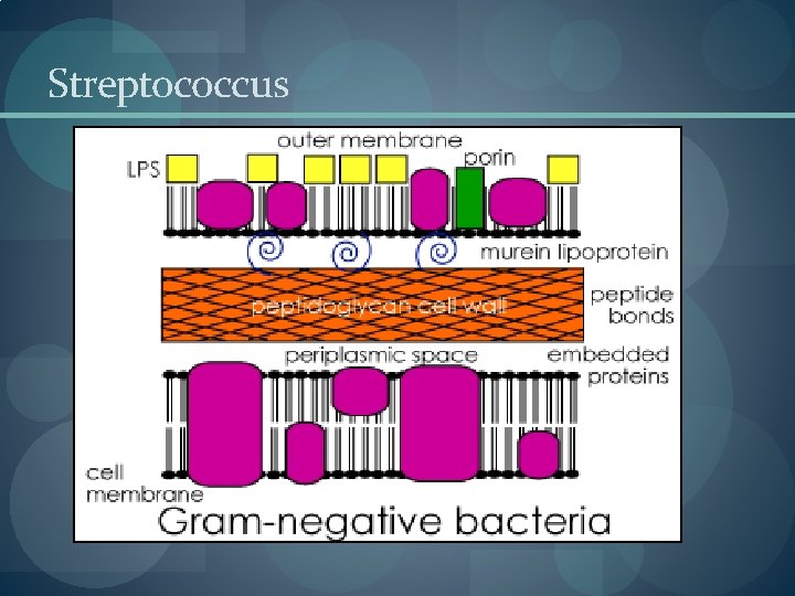 Streptococcus Streptococcus