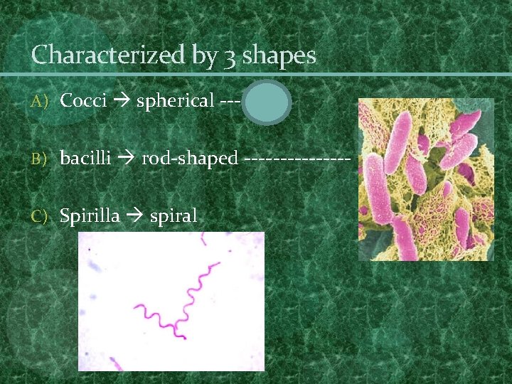 Characterized by 3 shapes A) Cocci spherical --B) bacilli rod-shaped -------C) Spirilla spiral Characterized by 3 shapes A) Cocci spherical --B) bacilli rod-shaped -------C) Spirilla spiral