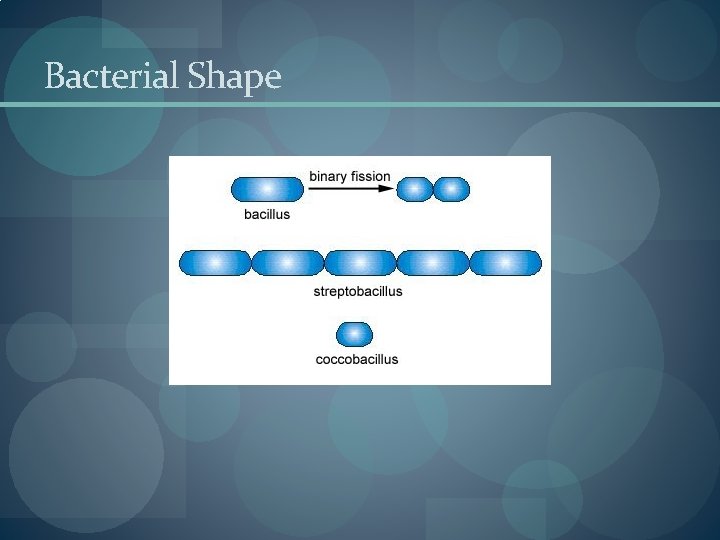 Bacterial Shape Bacterial Shape
