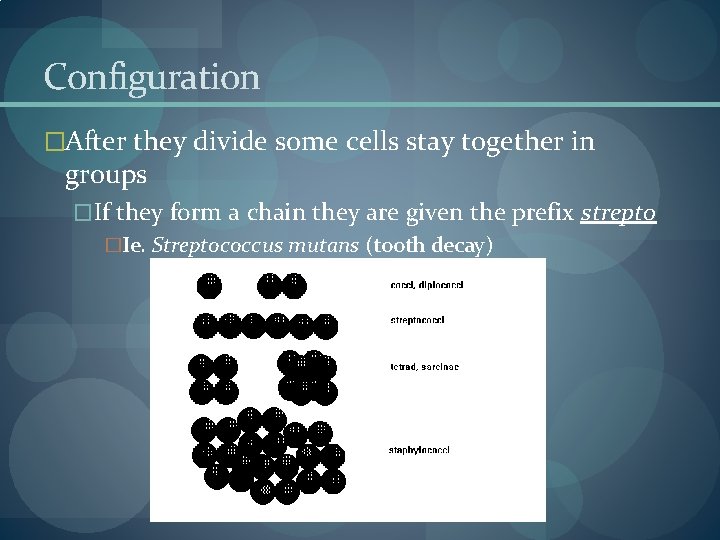 Configuration �After they divide some cells stay together in groups �If they form a Configuration �After they divide some cells stay together in groups �If they form a