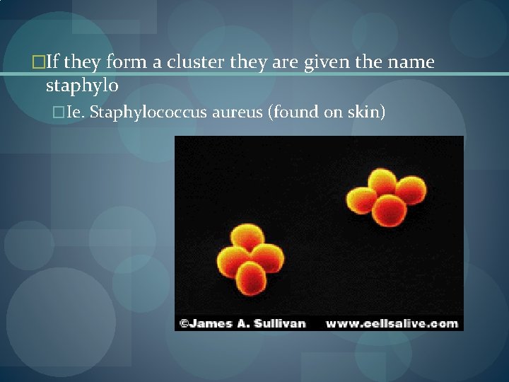 �If they form a cluster they are given the name staphylo �Ie. Staphylococcus aureus �If they form a cluster they are given the name staphylo �Ie. Staphylococcus aureus