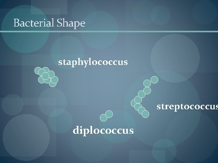 Bacterial Shape staphylococcus streptococcus diplococcus Bacterial Shape staphylococcus streptococcus diplococcus