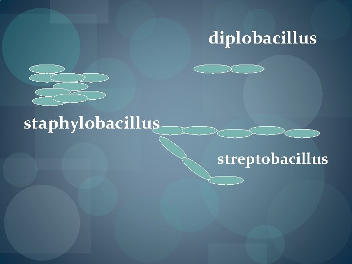 diplobacillus staphylobacillus streptobacillus diplobacillus staphylobacillus streptobacillus