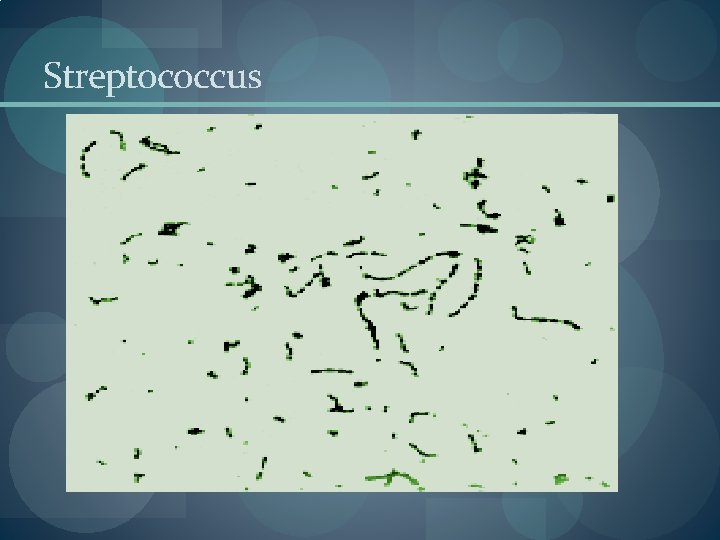 Streptococcus Streptococcus