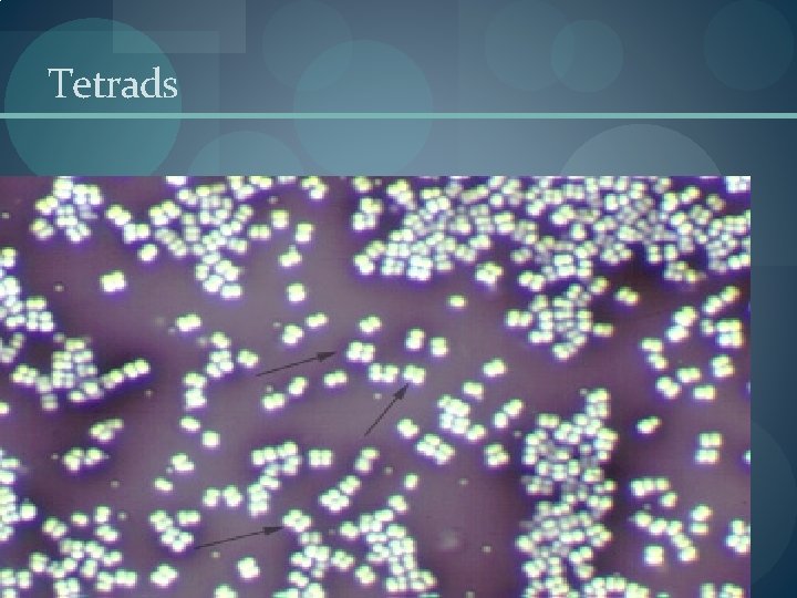 Tetrads Tetrads