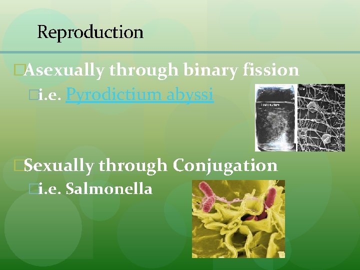 Reproduction �Asexually through binary fission �i. e. Pyrodictium abyssi �Sexually through Conjugation �i. e. Reproduction �Asexually through binary fission �i. e. Pyrodictium abyssi �Sexually through Conjugation �i. e.