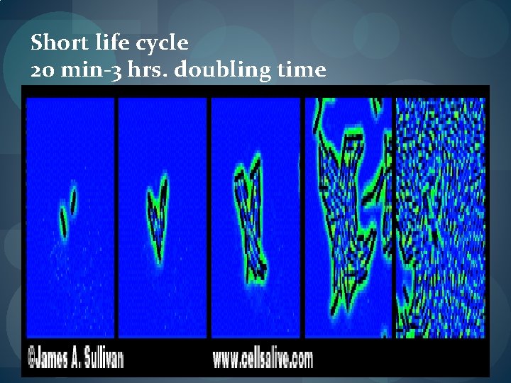 Short life cycle 20 min-3 hrs. doubling time Short life cycle 20 min-3 hrs. doubling time