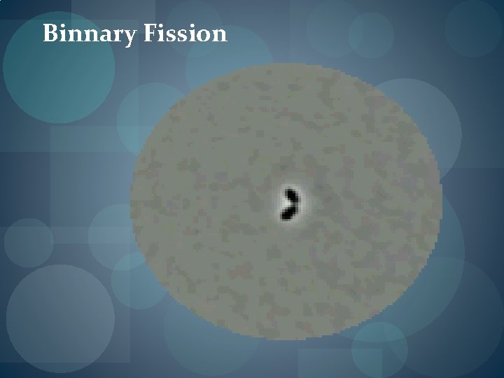 Binnary Fission Binnary Fission