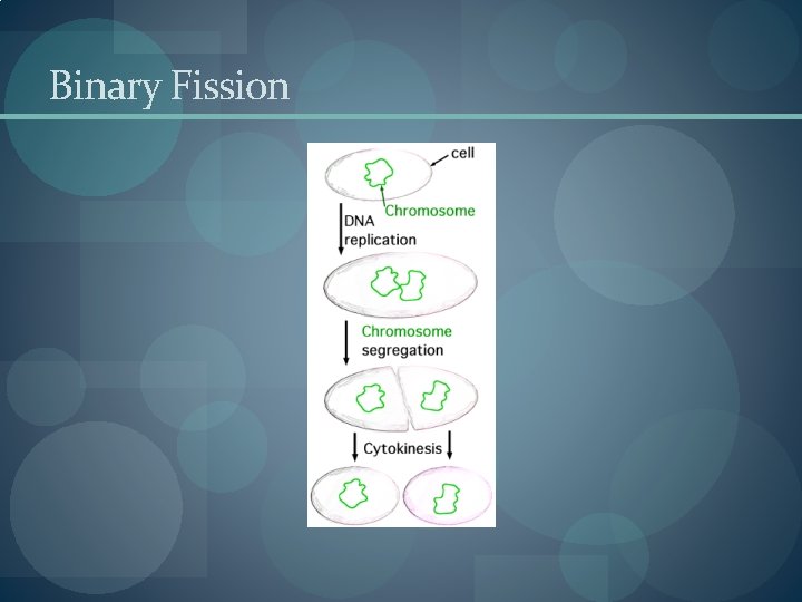 Binary Fission Binary Fission