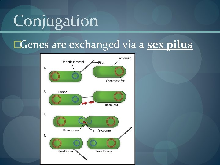 Conjugation �Genes are exchanged via a sex pilus Conjugation �Genes are exchanged via a sex pilus