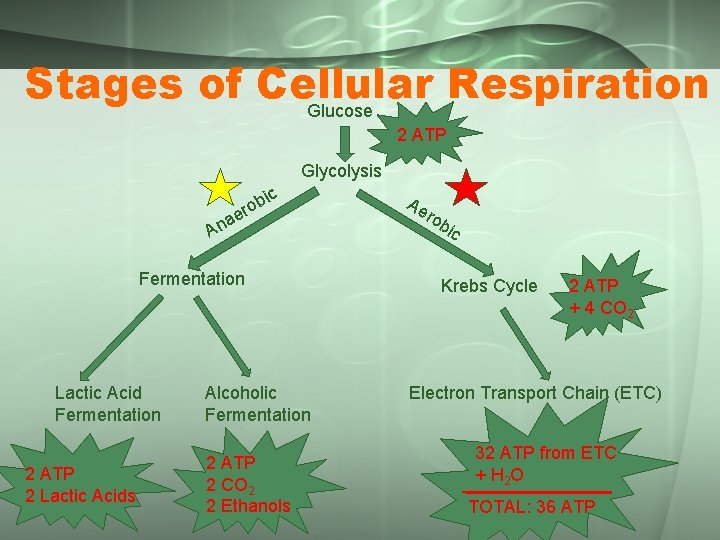 Stages of Cellular Respiration Glucose 2 ATP Glycolysis a An ic b o er