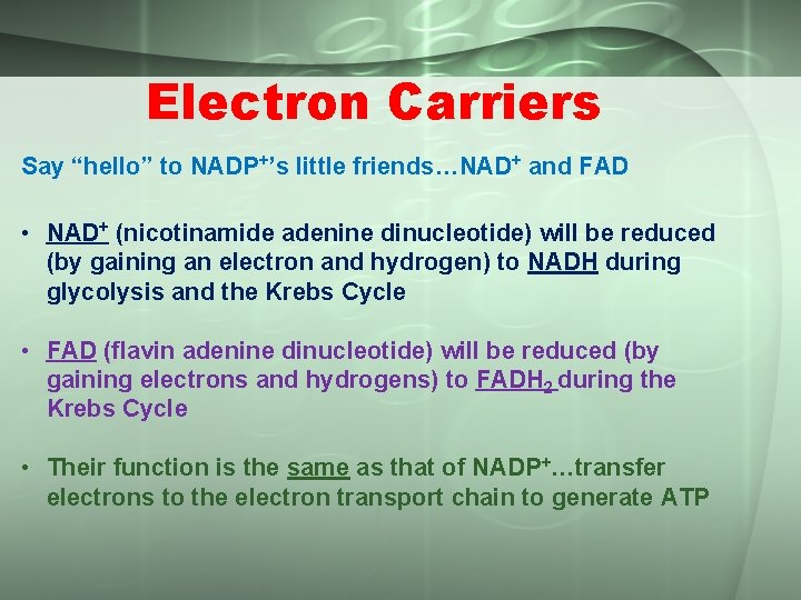 Electron Carriers Say “hello” to NADP+’s little friends…NAD+ and FAD • NAD+ (nicotinamide adenine