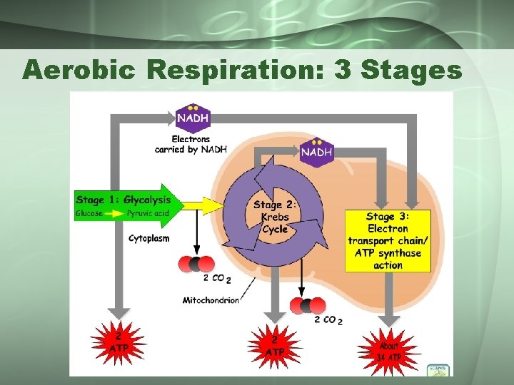 Aerobic Respiration: 3 Stages 