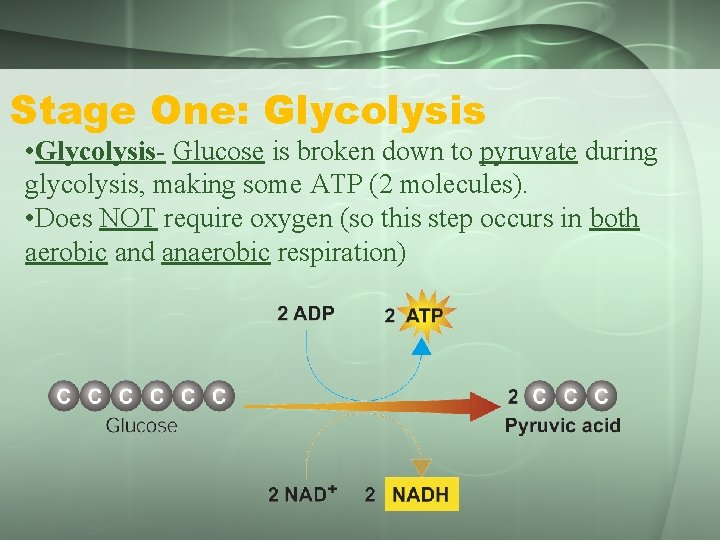 Stage One: Glycolysis • Glycolysis- Glucose is broken down to pyruvate during glycolysis, making