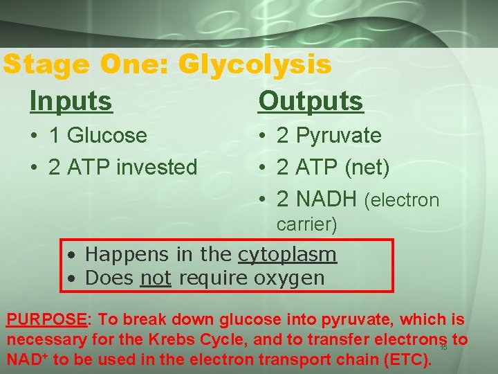 Stage One: Glycolysis Inputs Outputs • 1 Glucose • 2 ATP invested • 2