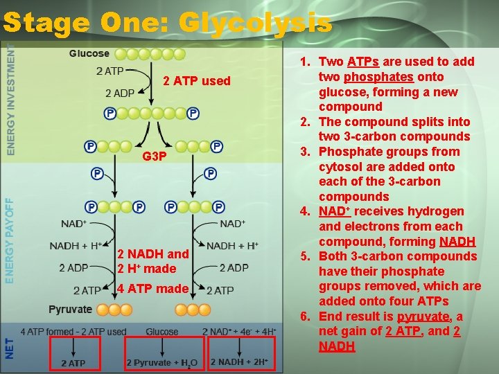 Stage One: Glycolysis 2 ATP used G 3 P 2 NADH and 2 H+