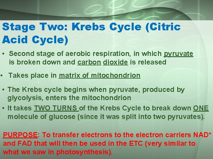 Stage Two: Krebs Cycle (Citric Acid Cycle) • Second stage of aerobic respiration, in